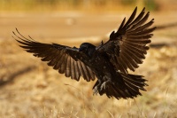 Krkavec australsky - Corvus coronoides - Australian Raven 8654